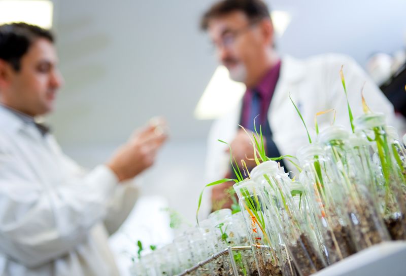 Researchers in an agriculture laboratory. Credit: Dave Stobbe