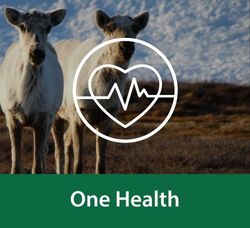 An illustration of a heart and a cardiac rhythm overlays an image of two caribou in northern Canada. Below the image, text reads 'One Health'